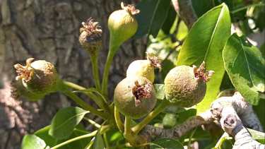 Las plantas de pera sufrieron serios daños al igual que las de las manzanas. La fruta de carozo también sufrió los efectos de las bajas temperaturas de comienzos de mes. (foto: gentileza productor de Roca)