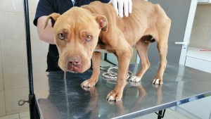 Rescataron a una pitbull que estaba en malas condiciones y la darán en adopción, en Centenario
