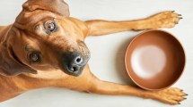 Imagen de Ayuno intermitente en perros y gatos