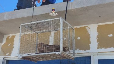 Rescataron a dos perros que estaban abandonados y deshidratados en una casa de Neuquén. Foto: https://www.policiadelneuquen.gob.ar/
