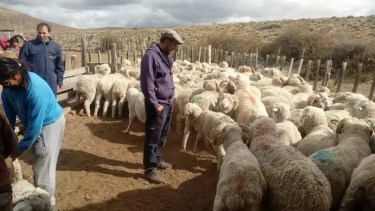 El aporte llegará a ganaderos con menos de 3.500 cabezas registradas.