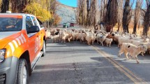 Imagen de Arranca la trashumancia: qué hacer si te encontrás a un criancero con sus animales