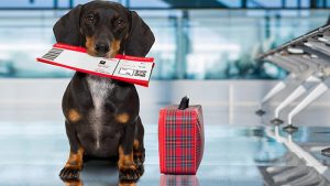 De viaje con mi perro: lo que debo saber antes de salir