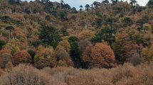 Imagen de Ordenamiento territorial: convocan a la presentación de planes de cuidado de bosques nativos