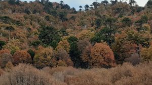 Ordenamiento territorial: convocan a la presentación de planes de cuidado de bosques nativos