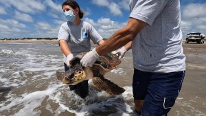 Regresan al mar a tres tortugas cabezonas que lograron rescatar de redes de pesca