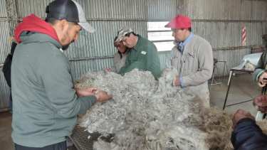 El mohair de excelente calidad logrado en base el mejoramiento genético que vienen impulsando los productores.  Foto: Gentileza. 