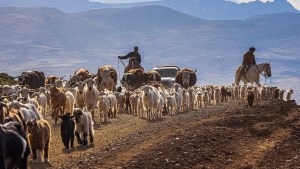 El lento adiós a la trashumancia: ¿una cultura en extinción?