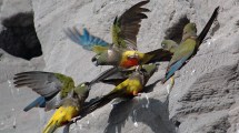 Imagen de El duro impacto de los vehículos en la ruta sobre la vida de los animales silvestres