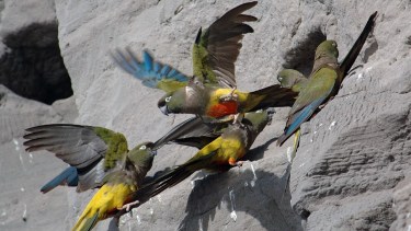 En el estudio también se encontraron loros barranqueros que murieron por el atropellamiento del transporte