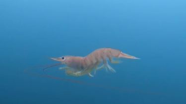 Un langostino se acercó hasta quedar a 20 centímetros de un buzo, quien pudo ver de cerca la belleza y la armonía de sus movimientos. Foto Captura.