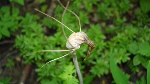 Plantas autóctonas: la rarísima flor de la araña