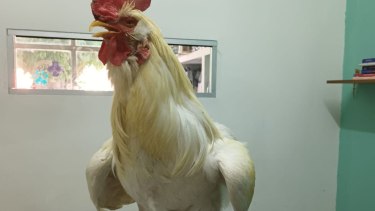 El gallo tiene ceguera y las plumas cortadas con tijera. (Foto: gentileza)