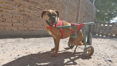 Mikeila estuvo cuatro meses arrastrandose hasta que Maxi le fabricó su carrito. Foto Juan Thomes