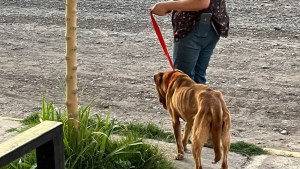 Rescataron a dos perros que sufrían maltrato animal en Fernández Oro