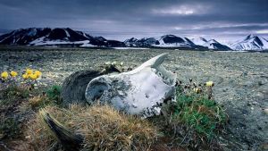 Descubrieron un ADN de dos millones de años en Groenlandia, el más antiguo del mundo