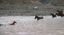 Imagen de El video del año: así rescató una yegua a su cría que arrastraba el río en el norte neuquino