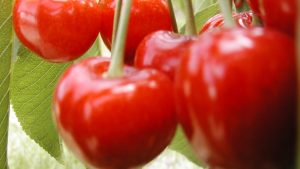 Cerezas en la Patagonia: en busca de la mejor calidad