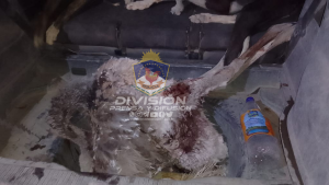 Viajaron de Cutral Co a Zapala para cazar una especie protegida: fueron detenidos