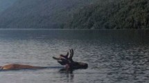 Imagen de «Increíble»: un ciervo cruzó nadando un lago de Villa La Angostura y desde un kayak filmó este   glorioso video