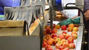 La hacían cargar 100 jaulas de 20 kilos de fruta por día y quedó con secuelas