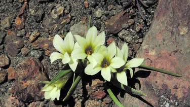 Se trata de una planta perenne, que ofrece flores amarillentas y muy vistosas. La podemos encontrar al sur de Chile y de Argentina.