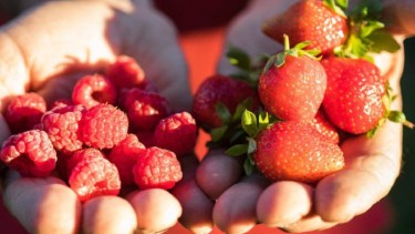 Fruta fina.