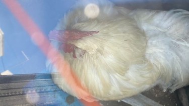 La Justicica ordenó abrir el baúl del auto para rescatar al animal. (foto: gentileza)