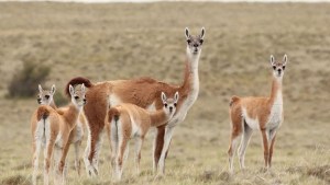 África en La Pampa: mirá quiénes llegaron a la reserva Parque Luro, una maravilla que no vas a olvidar