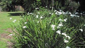 Dos amigos y una apuesta por la jardinería en Valle Medio