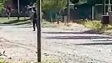 Maltrato animal: acusarán al responsable del asesinato de la perra de Junín de los Andes