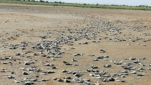 «Desapareció» una laguna al sur de Mendoza por la crisis hídrica
