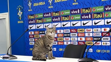 El gato que fue desalojado de la conferencia de prensa de Brasil, autor de una "venganza" contra el equipo carioca.-