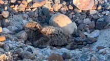 Imagen de Salió a caminar por la playa en Puerto Madryn, vio los nidos de ostreros por donde pasan las 4×4  y filmó este video