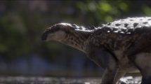 Imagen de Conoce a «Patagopelta», el nuevo dinosaurio hallado en Río Negro