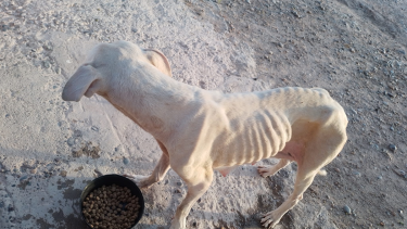 Un vecino rescató una perra y ahora le busca un hogar. Foto: Javier Rios facebook