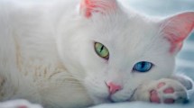 Imagen de Gato blanco, gato albino: cómo cuidarlos