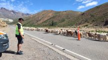 Imagen de Estado de rutas por el fin de semana largo: dónde estarán los controles en Neuquén 