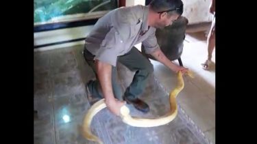 La pitón es un reptil originario de Asia. Foto: Captura video