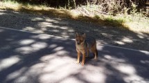 Imagen de Un zorro colorado sorprendió a los turistas en el Circuito Chico de Bariloche