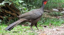 Imagen de El refugio inesperado: los pájaros y la biodiversidad de los cementerios