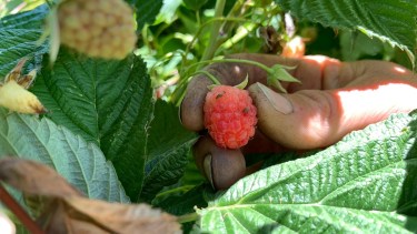 La fruta afectada se ve a simple vista. Foto: gentileza