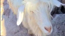 Imagen de «¿Qué es esooo?»: una «chiva chorra» los asaltó en El Chocón y así la encontraron in fraganti