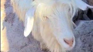 «¿Qué es esooo?»: una «chiva chorra» los asaltó en El Chocón y así la encontraron in fraganti