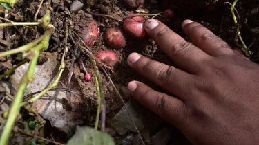 En la Patagonia argentina la agricultura familia participa principalmente en la producción frutícola, hortícola y forrajera.