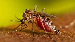 Qué precauciones hay que tener en cuenta con 5 animales este verano