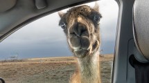 Imagen de Iba por la ruta 3 en Tierra del Fuego y un guanaco lo esperaba con la sorpresa más linda