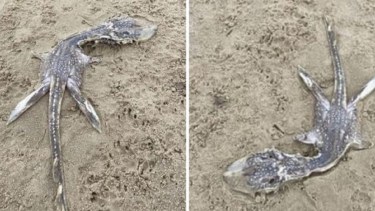Halló un “bebé monstruo” del Lago Ness en una playa y desconcertó a todos. 