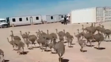 El video se ganó cientos de reacciones. Foto captura de pantalla