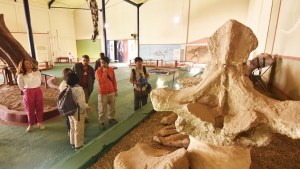 El Argentinosaurus de Plaza Huincul será el protagonista de un documental extranjero